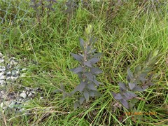 Brickellia cylindracea