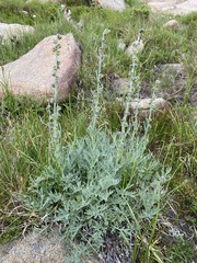 Artemisia scopulorum