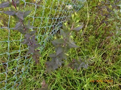 Brickellia cylindracea