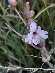 Microbotryum lychnidis-dioicae