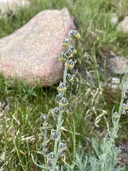 Artemisia scopulorum