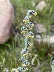 Artemisia scopulorum