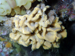 Axinella damicornis