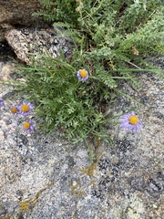 Erigeron filifolius