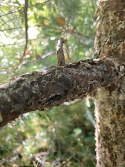 Cronartium ribicola