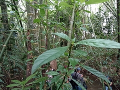 Magnoliopsida