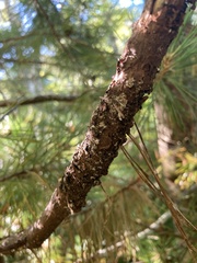 Cronartium ribicola