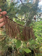 Cronartium ribicola