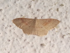 Idaea rubraria
