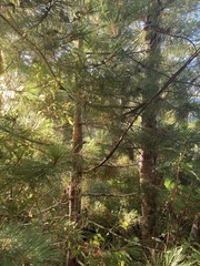 Cronartium ribicola