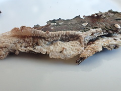 Phlebia rufa