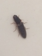 Dendrometrinae