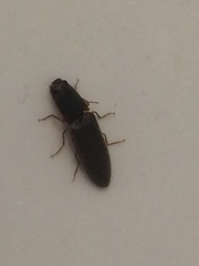 Dendrometrinae