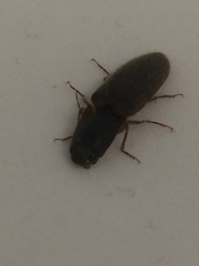 Dendrometrinae