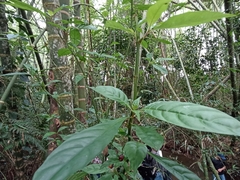 Magnoliopsida