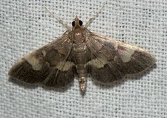 Syngamia falsidicalis