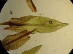 Hydrogonium croceum