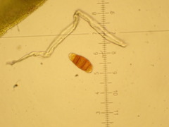 Hydrogonium croceum