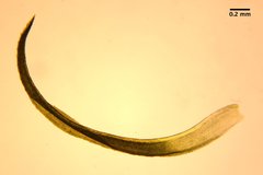 Amphidium californicum