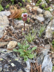 Erigeron nivalis