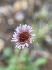 Erigeron nivalis