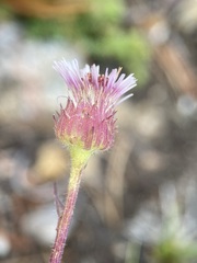 Erigeron nivalis