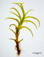 Amphidium californicum