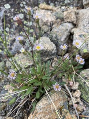 Erigeron nivalis