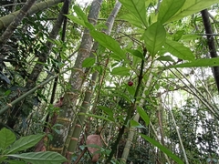 Magnoliopsida