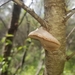 Phellinus pomaceoides - Photo (c) Tracey A. Jones (LDhummingbird), some rights reserved (CC BY-NC), uploaded by Tracey A. Jones (LDhummingbird)