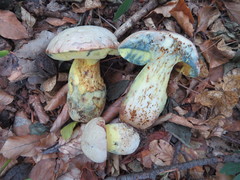 Butyriboletus fechtneri