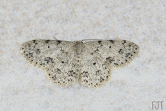 Geometridae