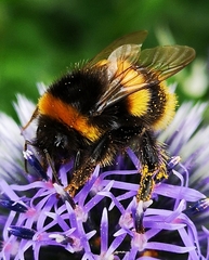 Bombus