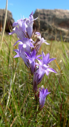 Wahlenbergia image