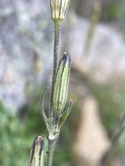 Silene drummondii