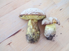 Butyriboletus fechtneri