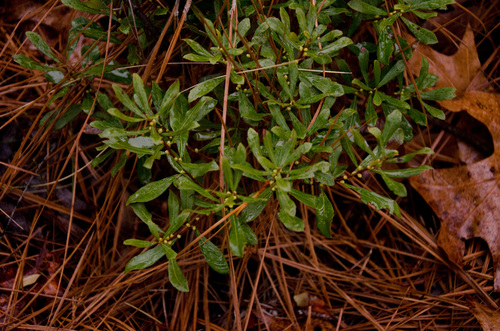 dwarf bayberry