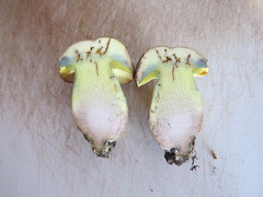 Butyriboletus fechtneri