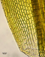 Amphidium californicum