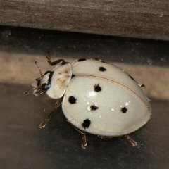 Harmonia eucharis