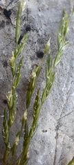Leptochloa dubia