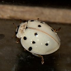 Harmonia eucharis
