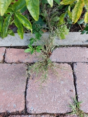 Eragrostis multicaulis