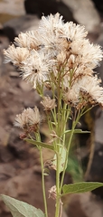 Ageratina occidentalis