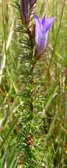 Wahlenbergia fasciculata image