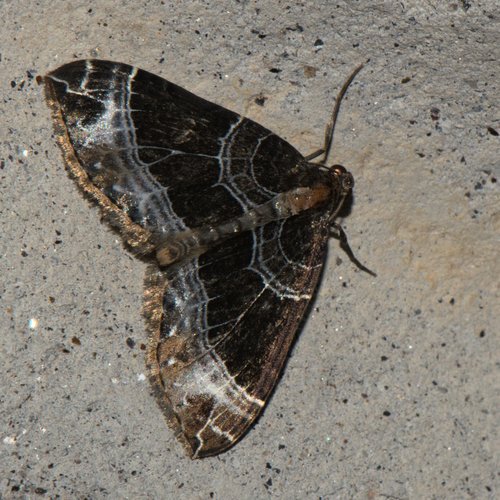 Cosmorhoe argentilineata