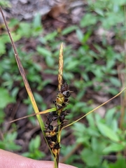 Carex tenax