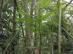 Magnoliopsida