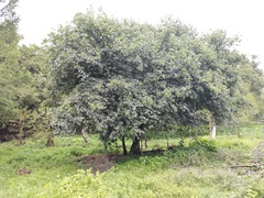 Celtis caudata