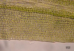 Amphidium californicum